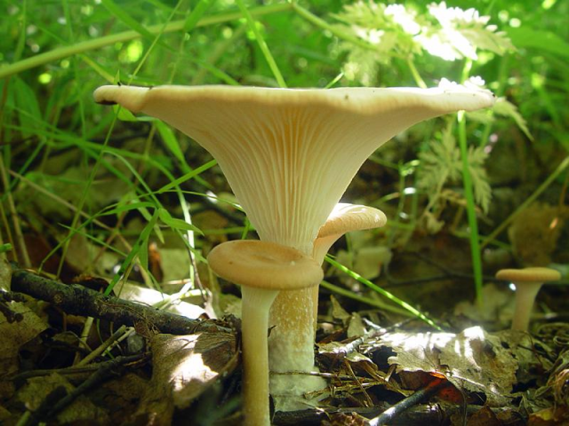Мицелий Говорушки ворончатой (Clitocybe gibba)